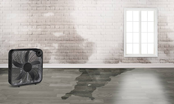 Best Local water damage restoration  in Langley Park, MD