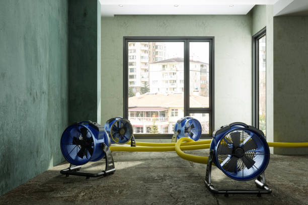 Best Mold removal after water damage  in Langley Park, MD